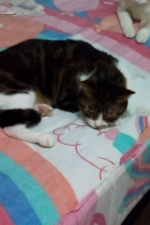 Sally