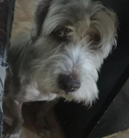 Dexther