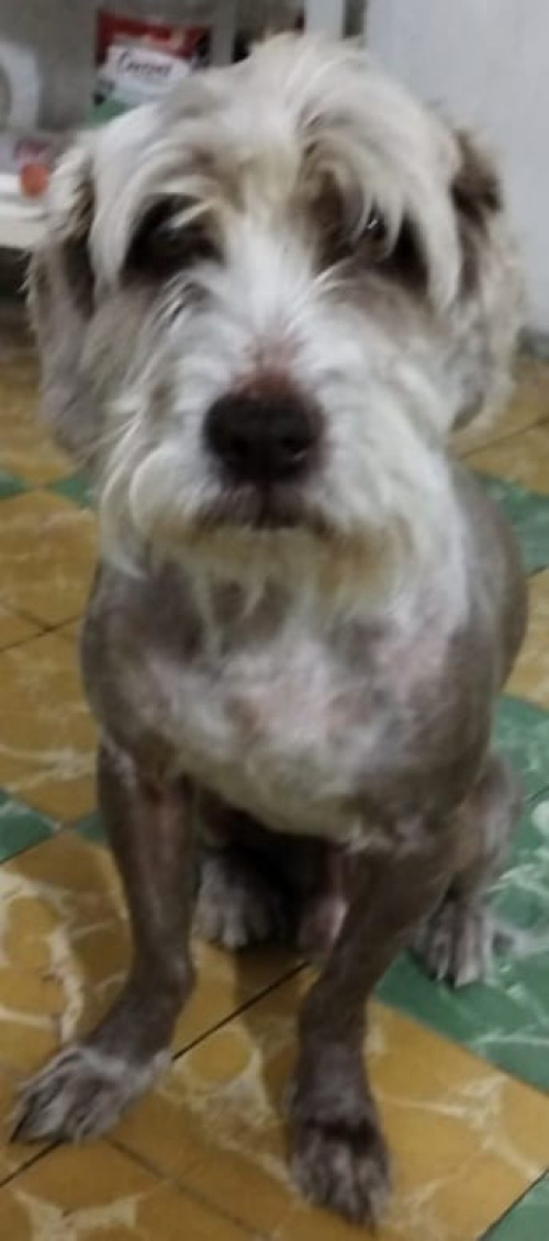 Dexther