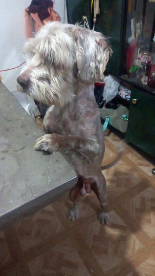 Dexther