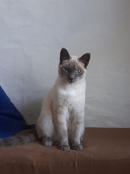 Loki