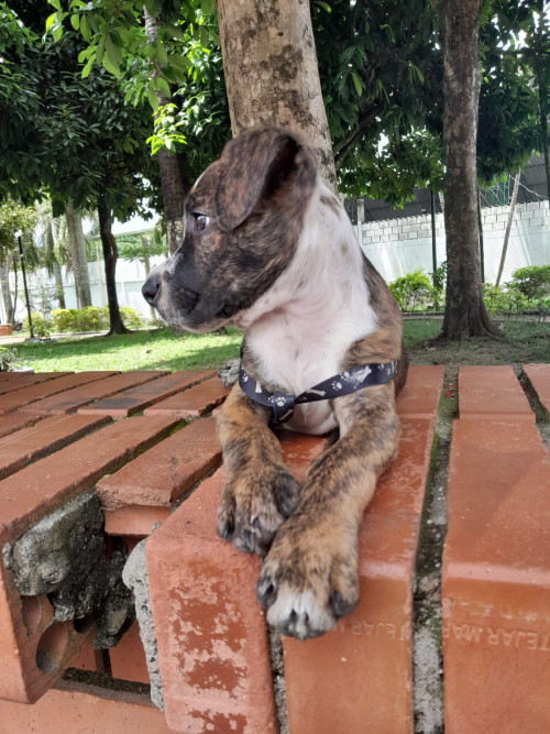 Rocket