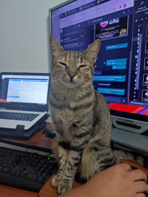 Niña