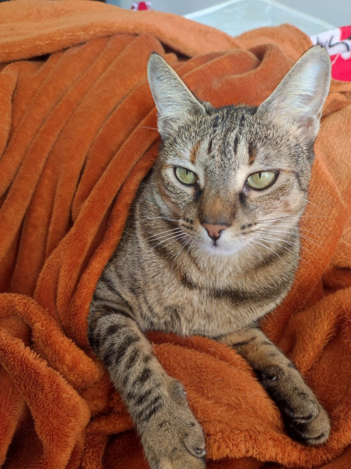 Niña