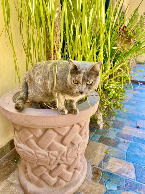 Pequeña