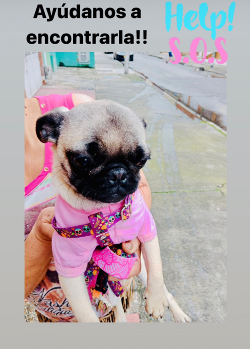 Cloe