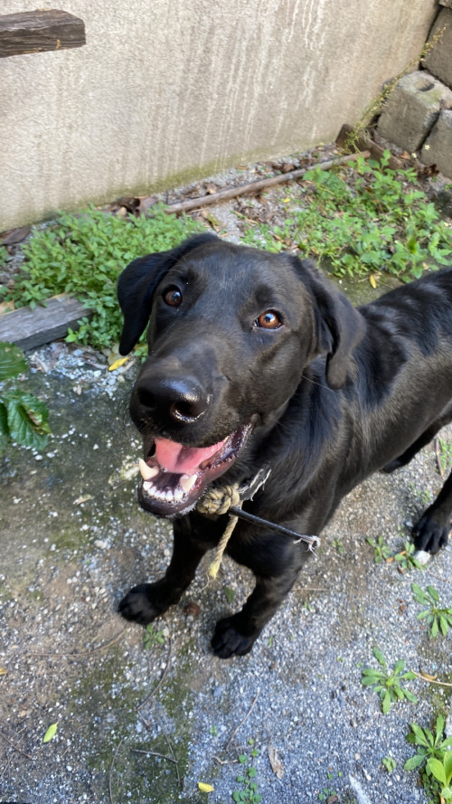 Sirius
