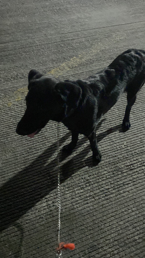 Sirius