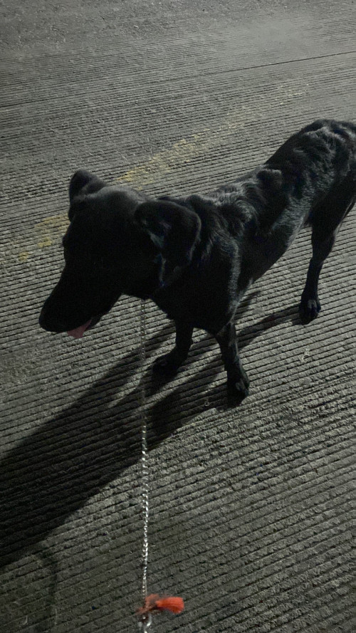Sirius