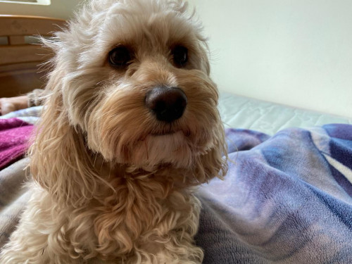 Coco