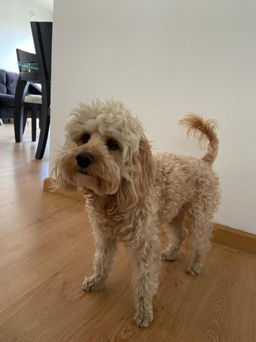 Coco