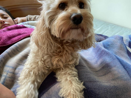 Coco