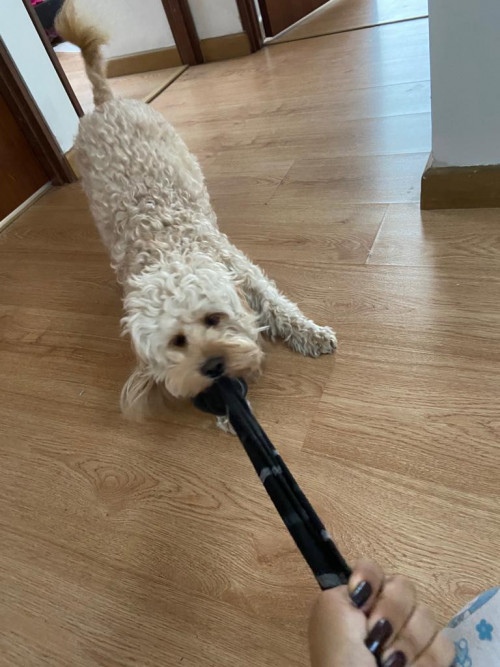 Coco