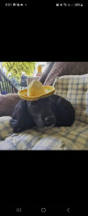 Foto de Blue en Mexicali Baja California #0