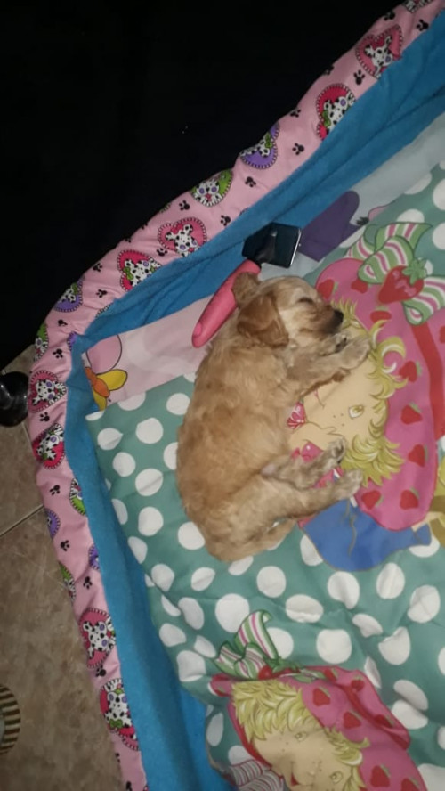 Coco