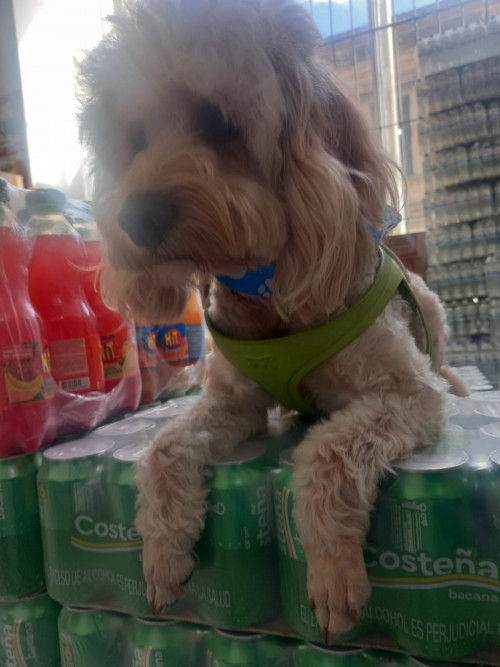 Coco