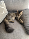 Foto de Boris en Apodaca Nuevo León #2
