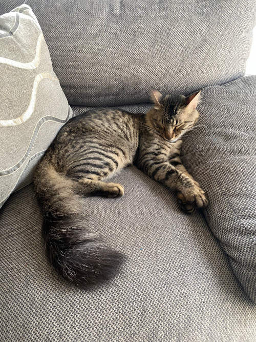 Boris