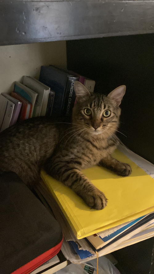 Boris