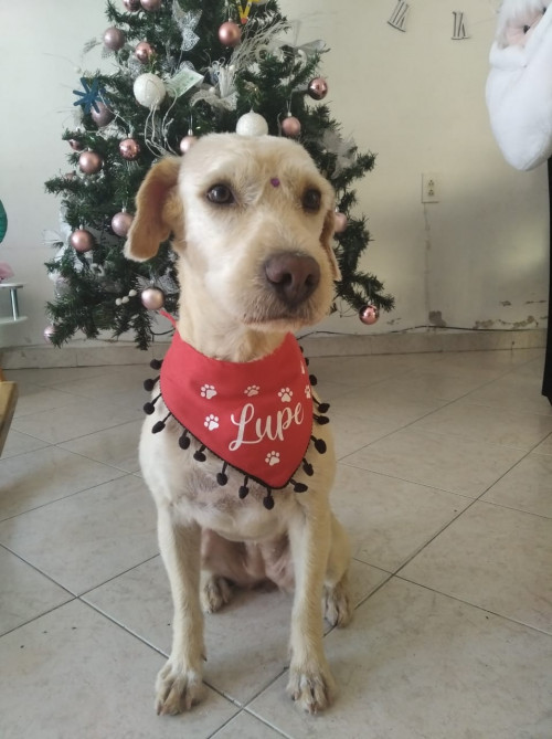 Lupe