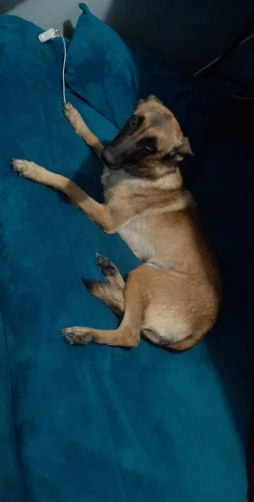 Shera