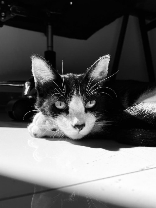 Félix