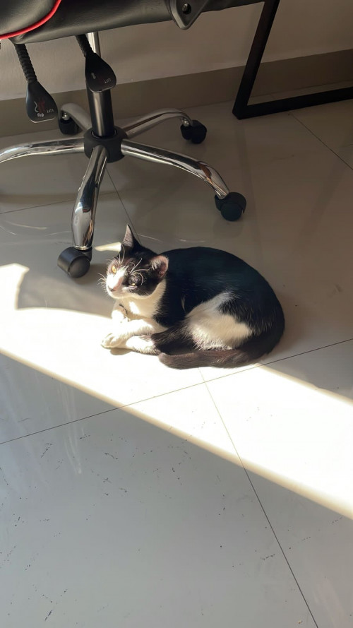 Félix