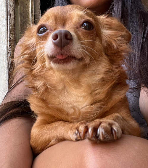 Gringa