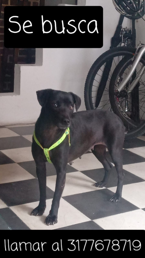 Negra