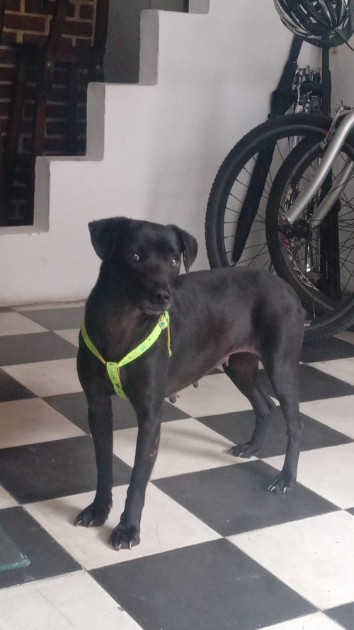 Negra