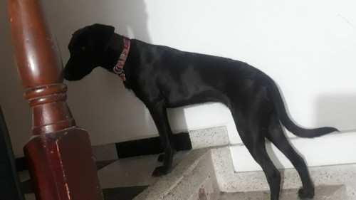 Mora