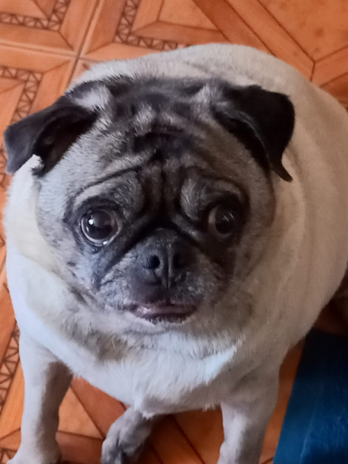 Princesa