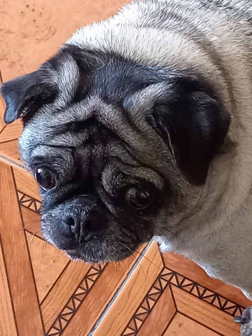 Princesa