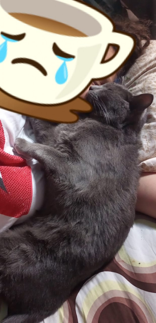 Michi