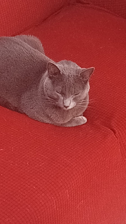 Michi