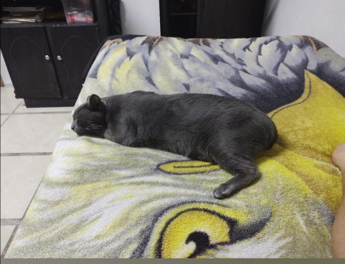 Michi