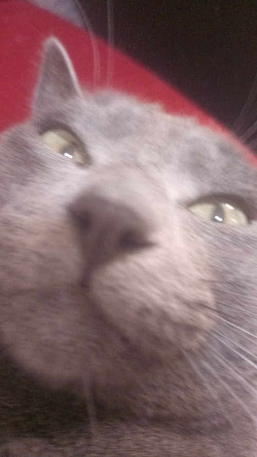 Michi