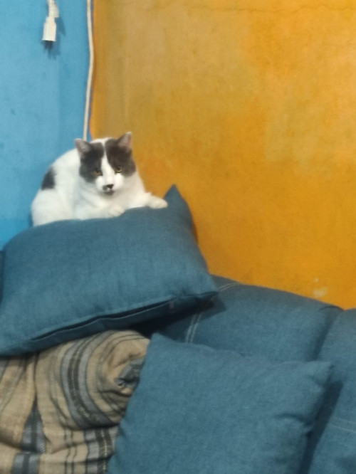 Benito