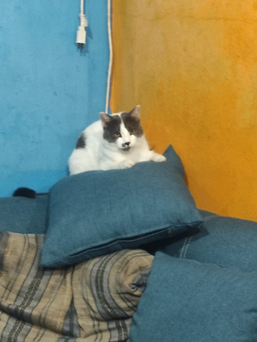 Benito