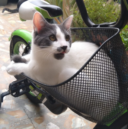 Benito