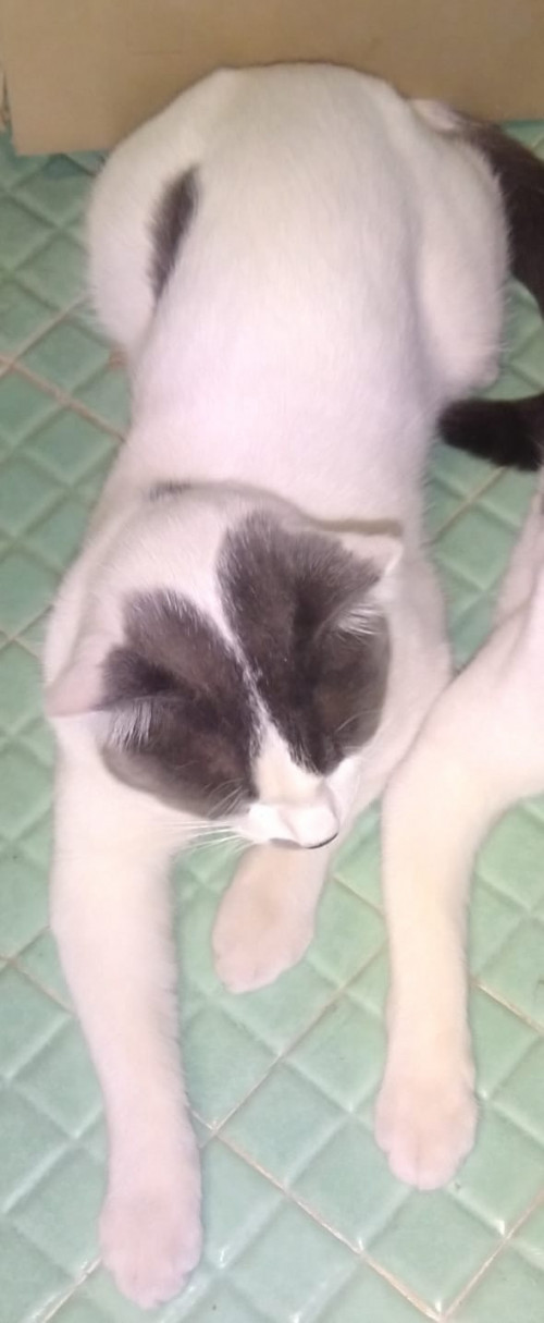 Benito