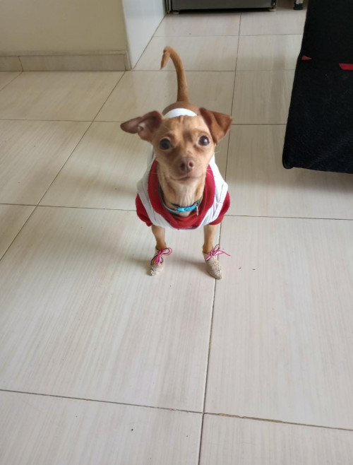 Manolo