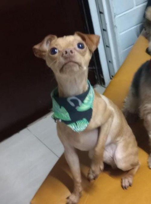 Manolo