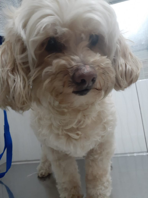 Muñeca