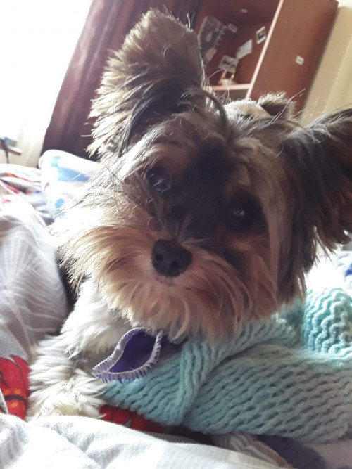 Annie