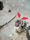 Foto de Teddy en Chihuahua Chihuahua #2
