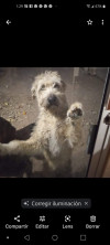 Foto de Teddy en Chihuahua Chihuahua #1