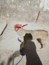 Foto de Teddy en Chihuahua Chihuahua #0