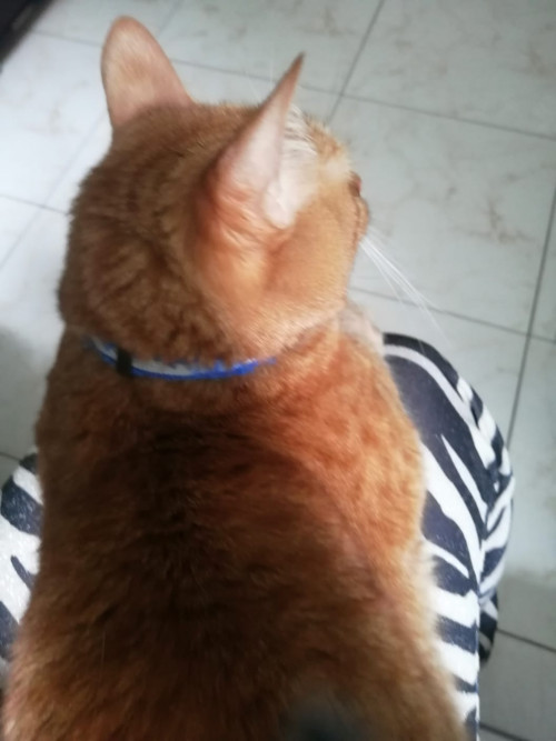 Horus