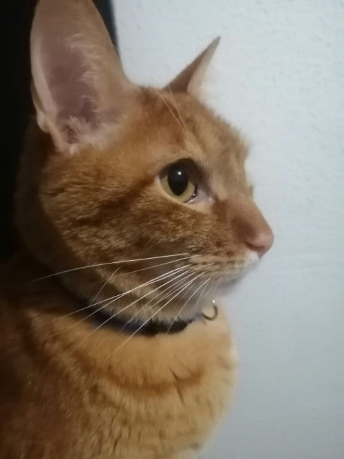 Horus